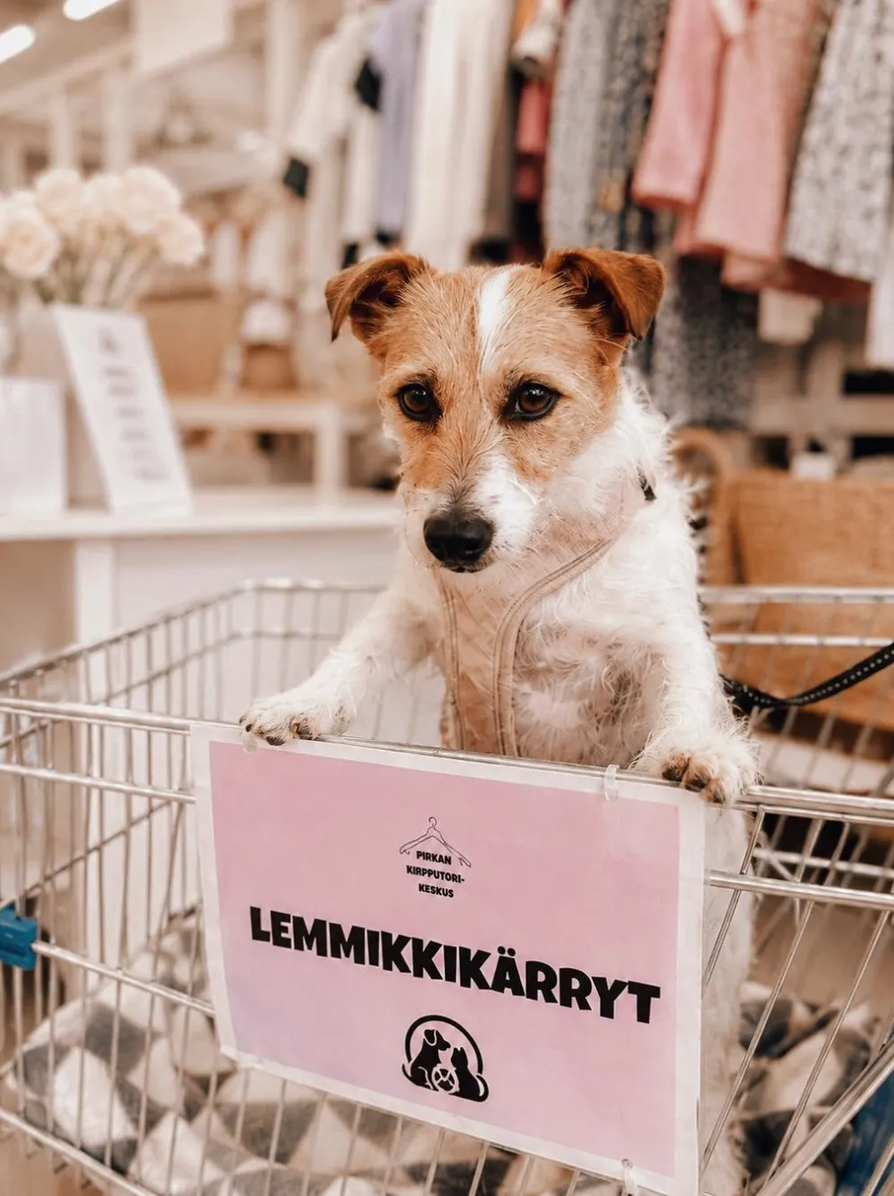 Jackrussellinterrieri seisoo ostoskärryssä, jonka kyljessä on vaaleanpunainen Lemmikkikärryt-kyltti.